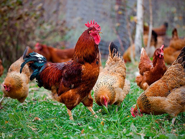 Породы куриц | ЗооТом - продажа, вязка и услуги для животных в Мичуринске
