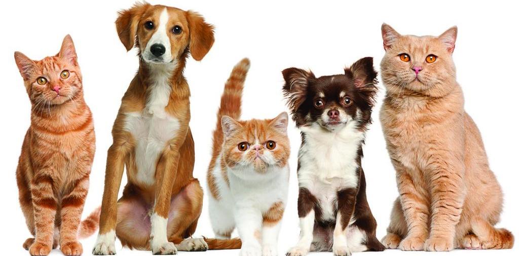 Доска объявлений о животных | ЗооТом - продажа, вязка и услуги для животных в Мичуринске