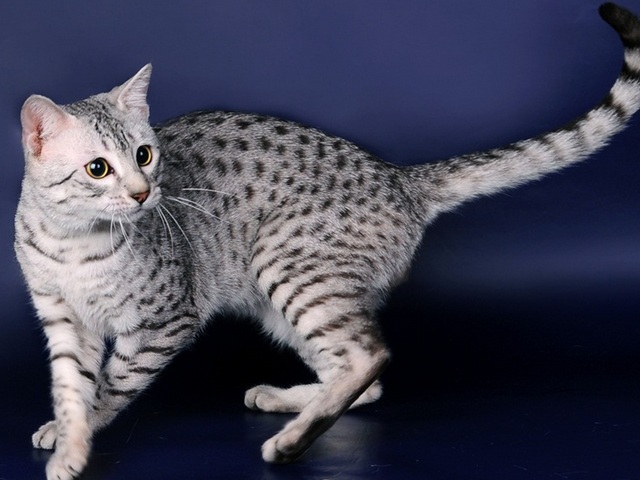 Породы кошек в Мичуринске | ЗооТом портал о животных