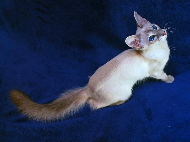 Выведенные породы кошек в Мичуринске | ЗооТом портал о животных