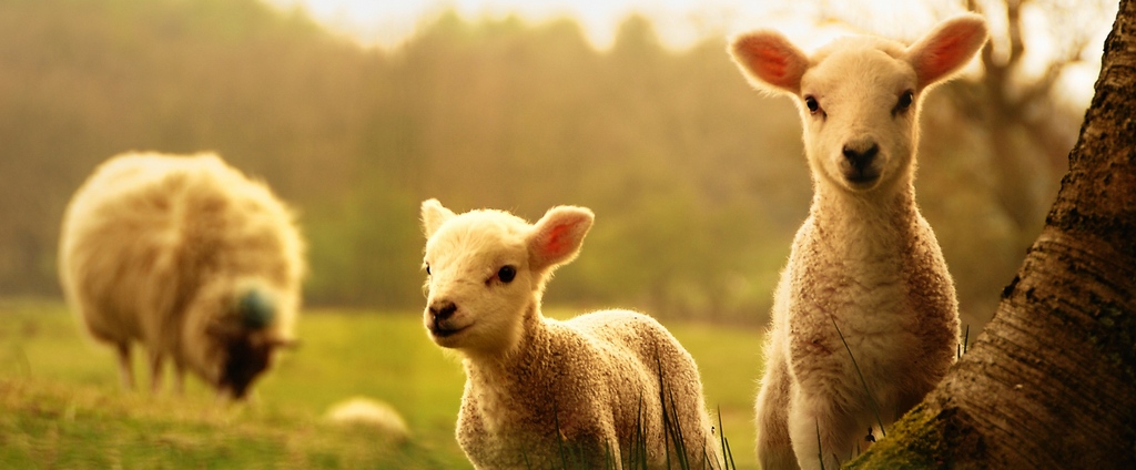 Объявления о сельскохозяйственных животных | ЗооТом - продажа, вязка и услуги для животных в Мичуринске