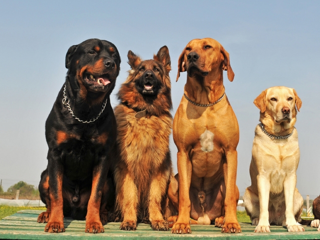 Крупные породы собак в Мичуринске | ЗооТом портал о животных