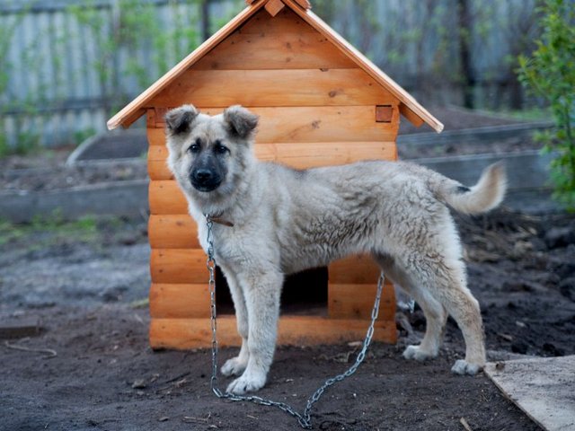 Все о собаках в Мичуринске Все о собаках в Мичуринске